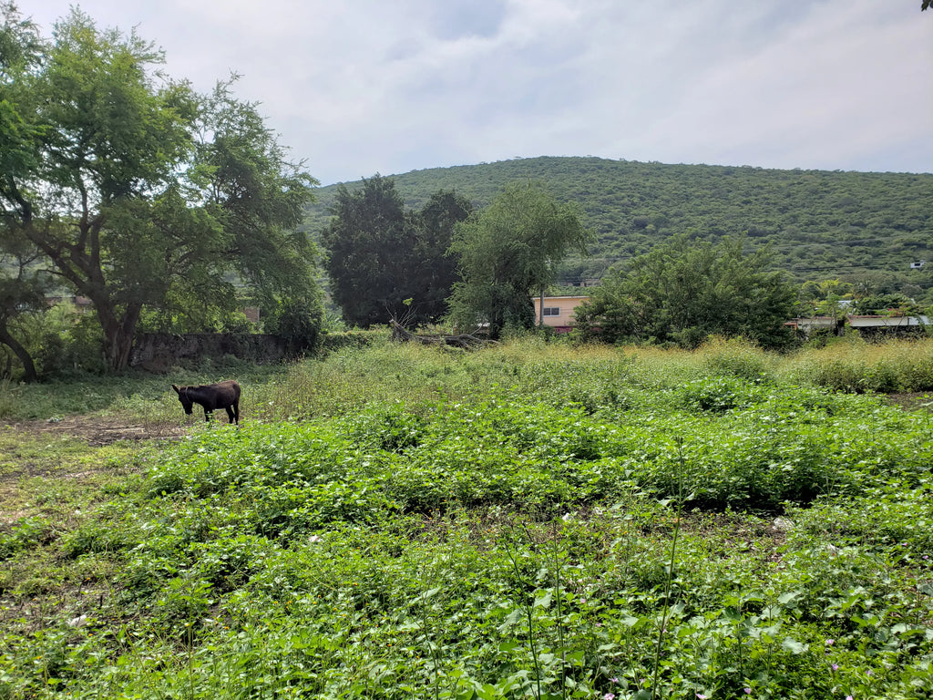 TERRENO TLALTIZAPAN