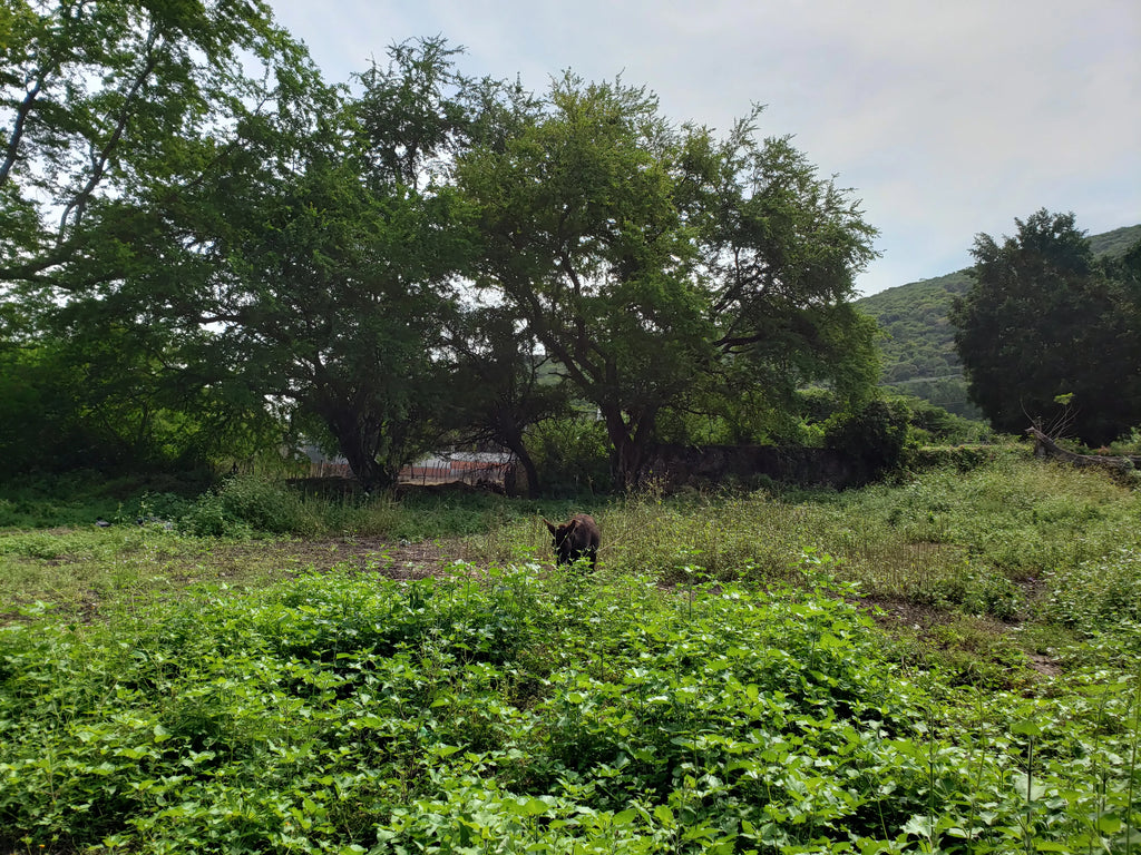 TERRENO TLALTIZAPAN