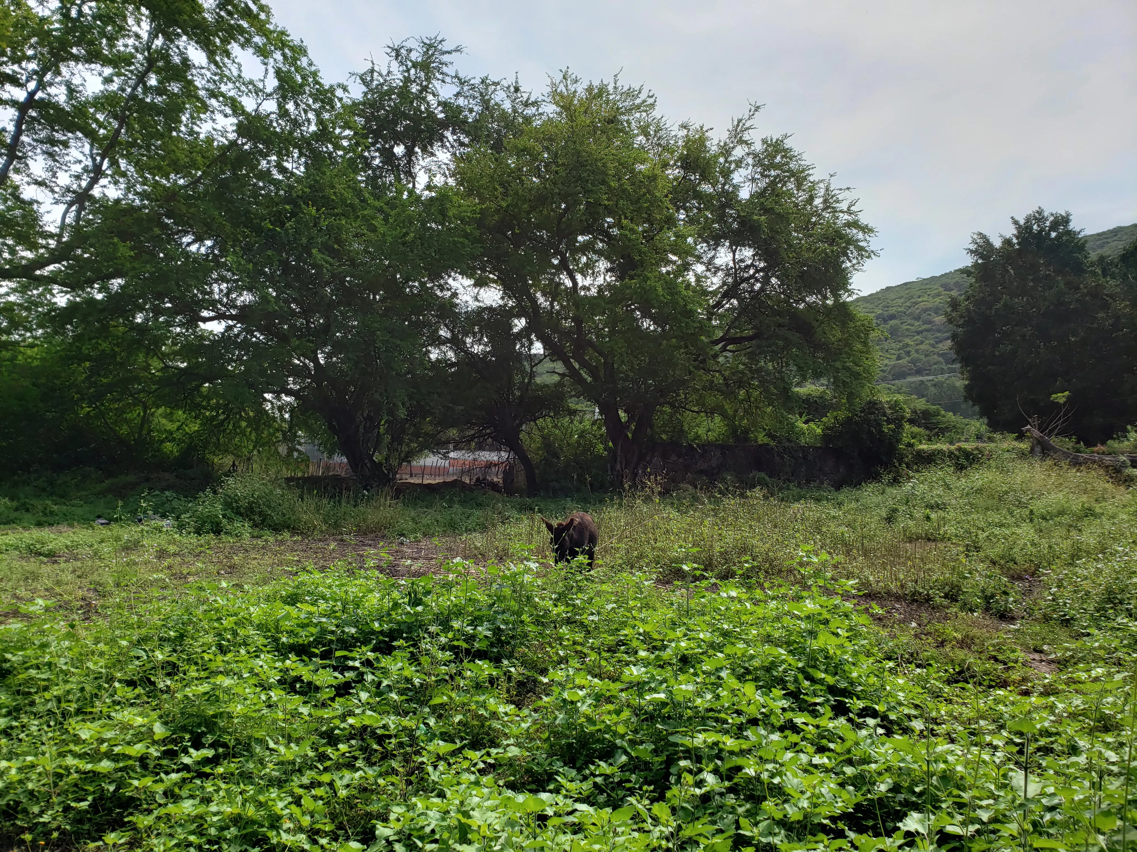 TERRENO TLALTIZAPAN